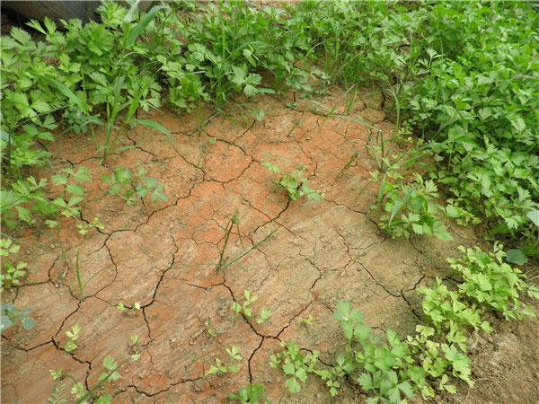 土壤養分速測儀為農民朋友解決煩惱 土壤養分速測儀為農民朋友解決煩惱