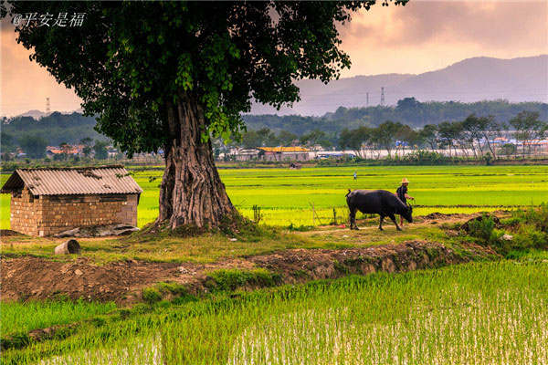 土壤養(yǎng)分速測儀為植物生長提供全程解決方案 土壤養(yǎng)分速測儀為植物生長提供全程解決方案