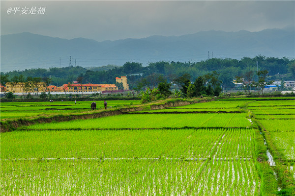 土壤水分速測儀調節土壤水分的方法? 土壤水分速測儀調節土壤水分的方法?