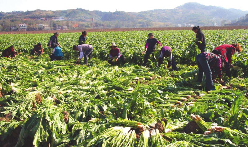 土壤墑情監測站 土壤墑情監測站