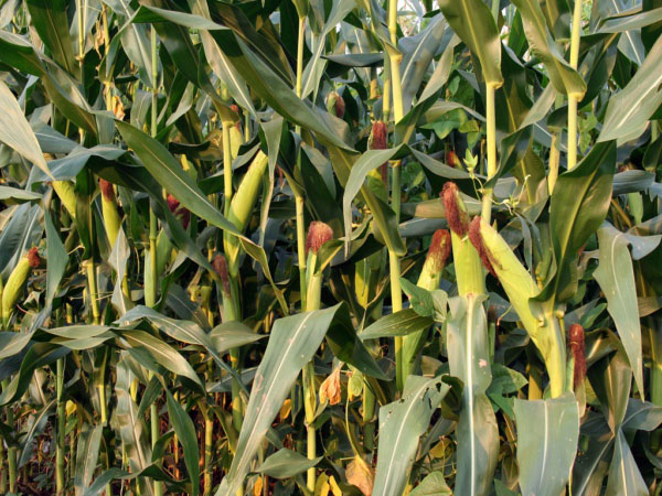 利用風途墑情自動監測系統合理灌溉夏玉米 利用風途墑情自動監測系統合理灌溉夏玉米