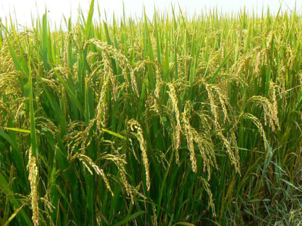 土壤墑情監(jiān)測(cè)系統(tǒng)是如何運(yùn)行的? 土壤墑情監(jiān)測(cè)系統(tǒng)是如何運(yùn)行的?