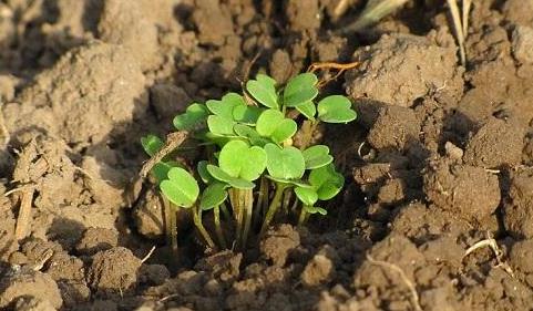 有了物聯網，土壤墑情監測系統才有了“生命”！